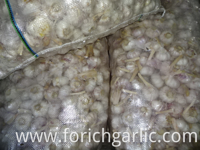 Regular White Garlic Price